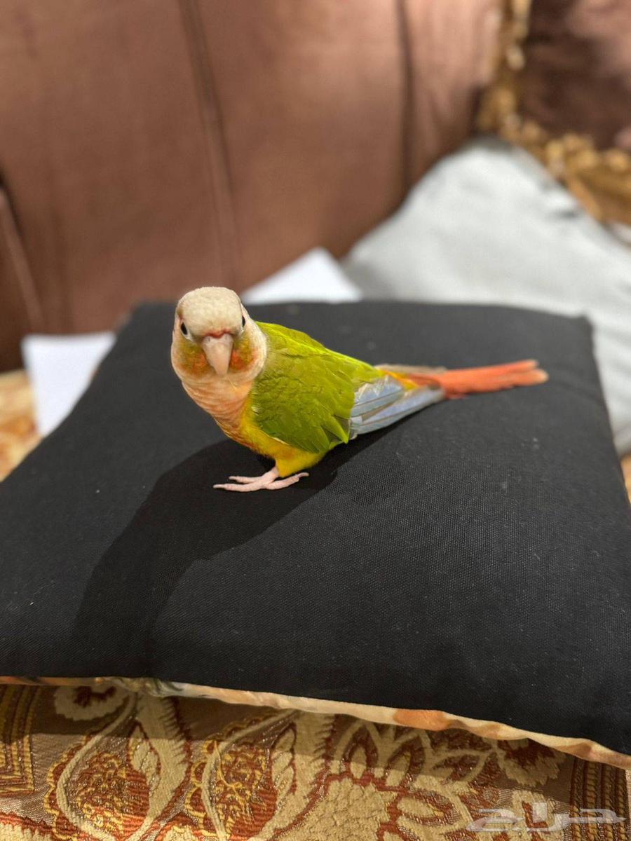 كنيور اليف64488518384641112