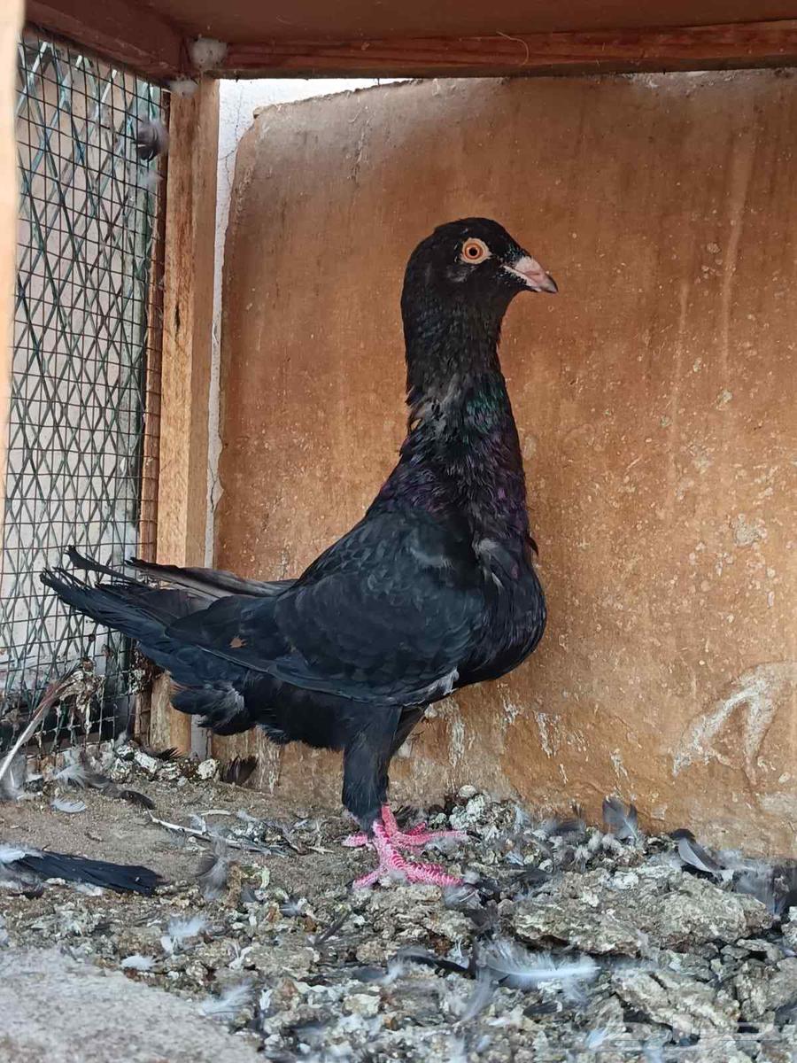 حمام شامي للبيع64486993694977113