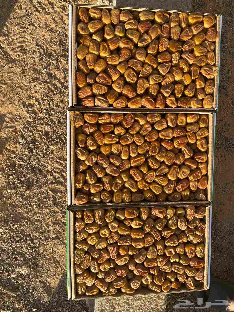 Al-Qassim Sukkari Dates Mafatil Maliki64490151483907112