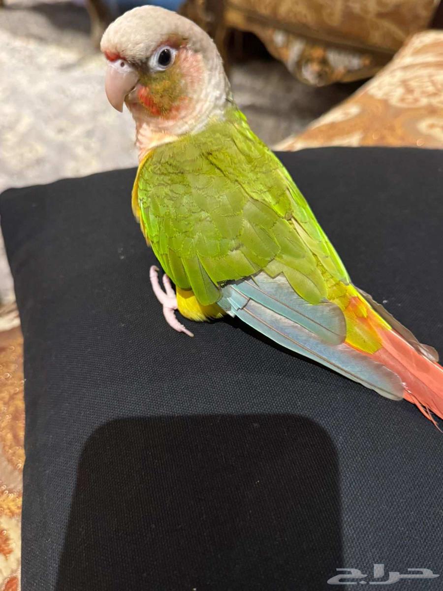 كنيور اليف64488518384641113