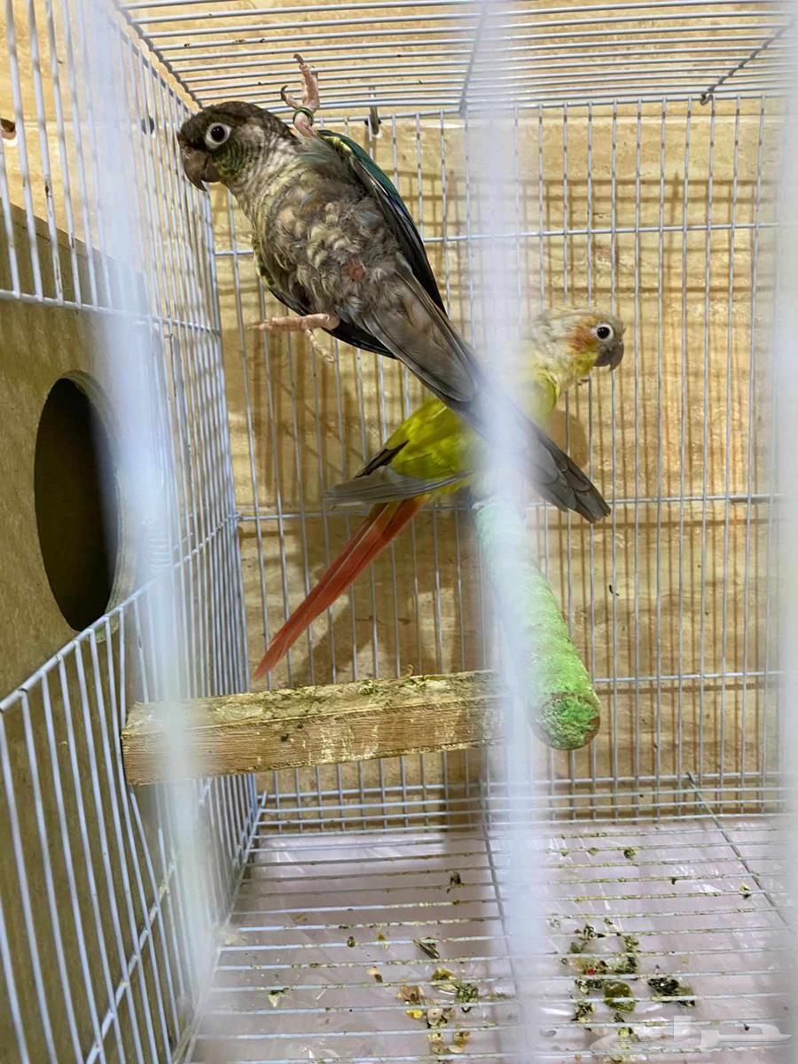 للبيع جوزين كنيور64491455457666113