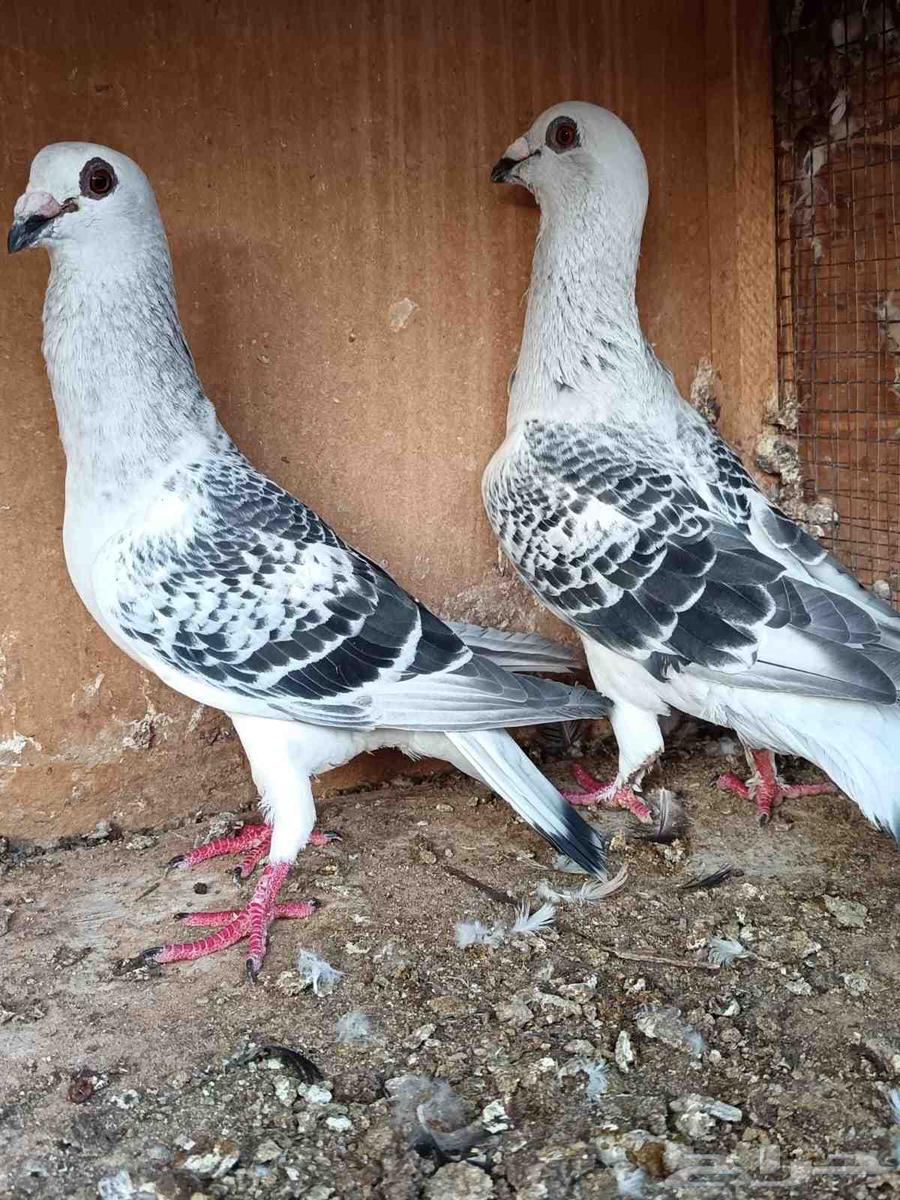 حمام شامي للبيع64486993694977111