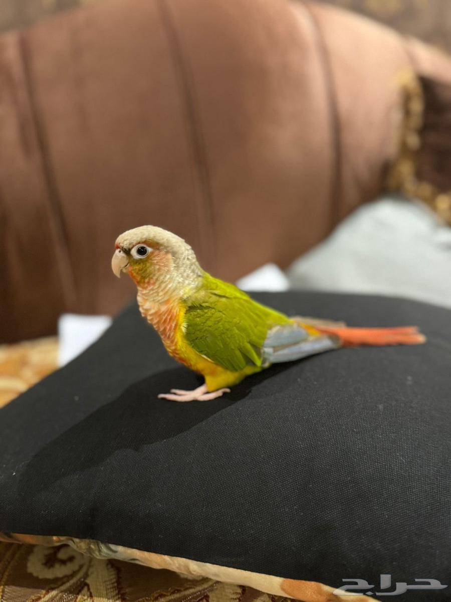 كنيور اليف64488518384641114