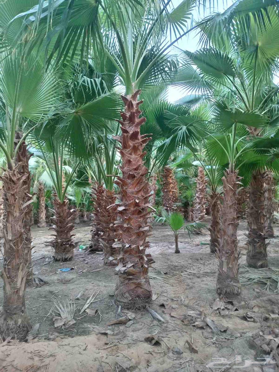 نخل واشنطونيا زينه للبيع الرياض جميع المقاسات64490482310915114