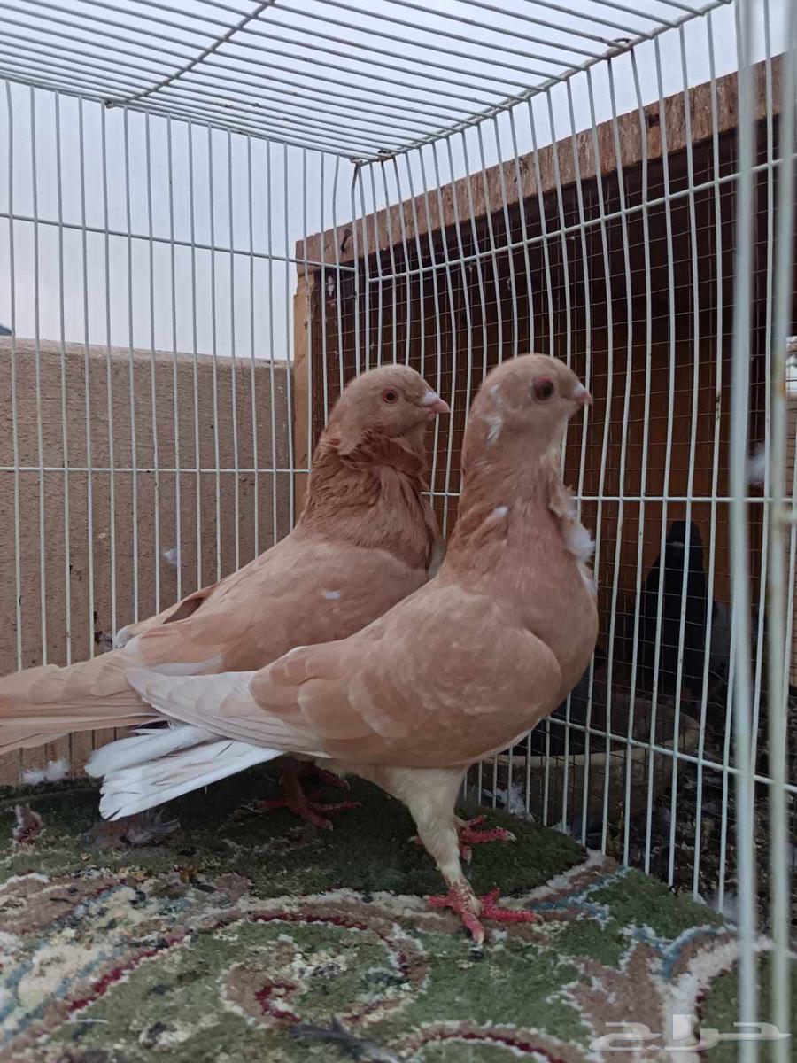 حمام شامي للبيع64486993694977112