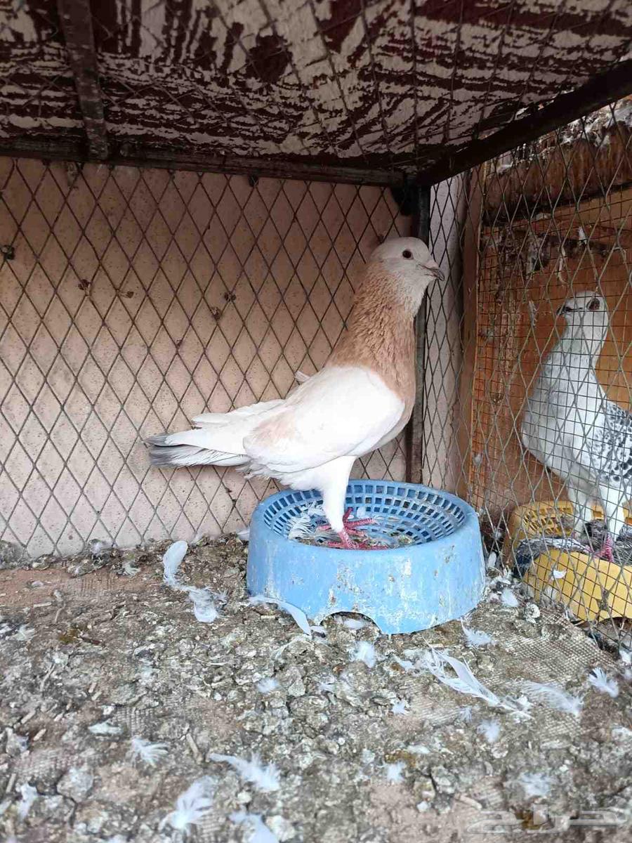 حمام شامي للبيع64486993694977114