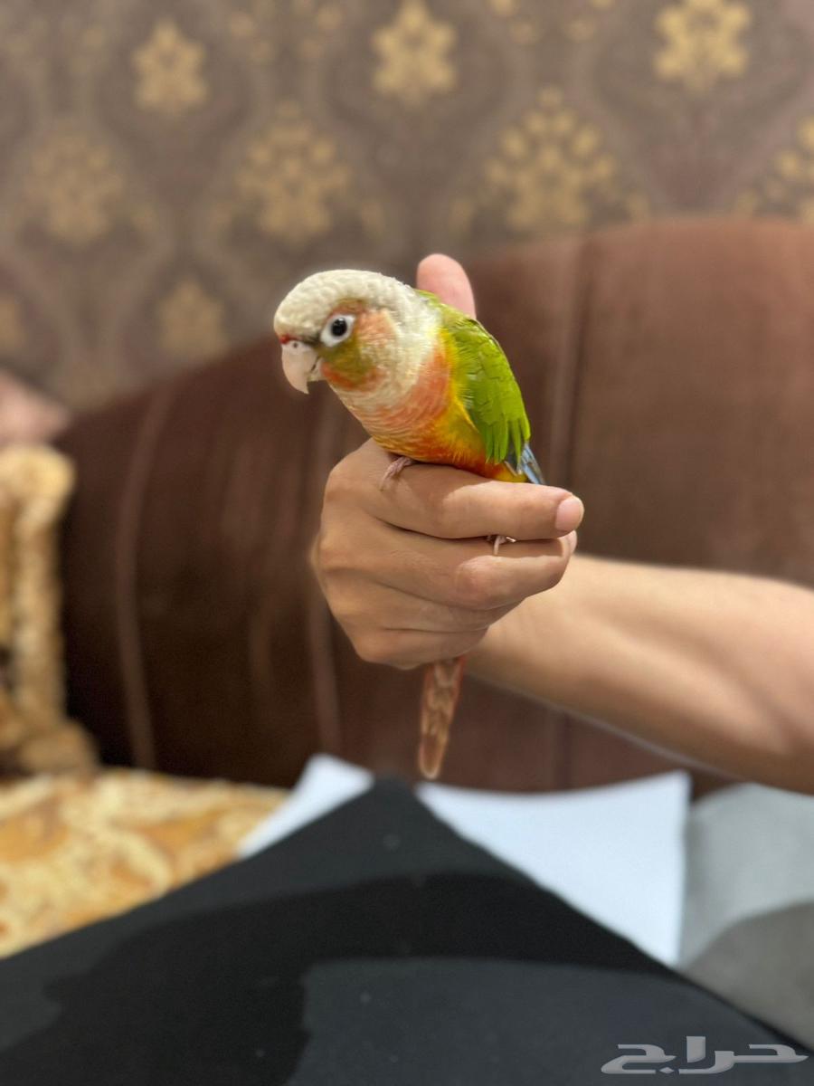 كنيور اليف64488518384641110