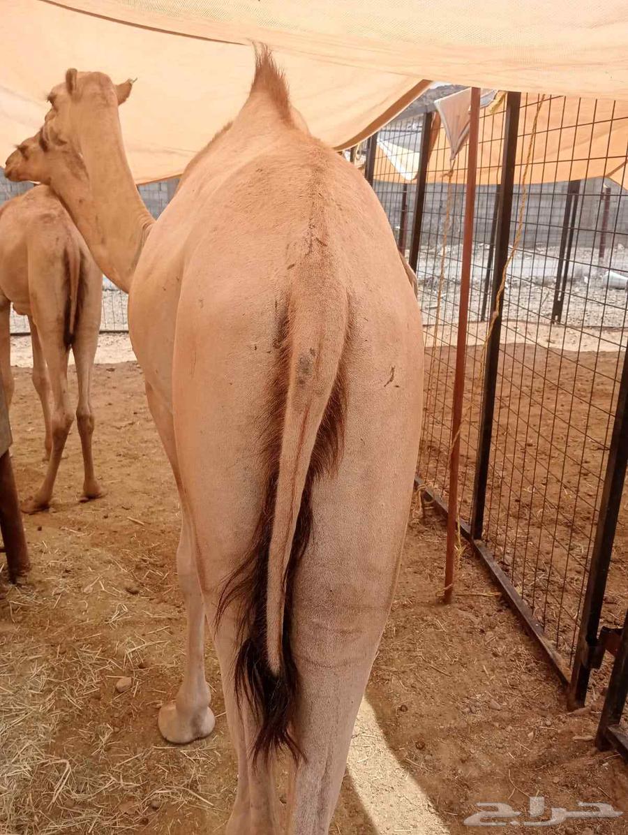 قعدان صومالية حشو مفاريد حشوان للبيع64489861713026110