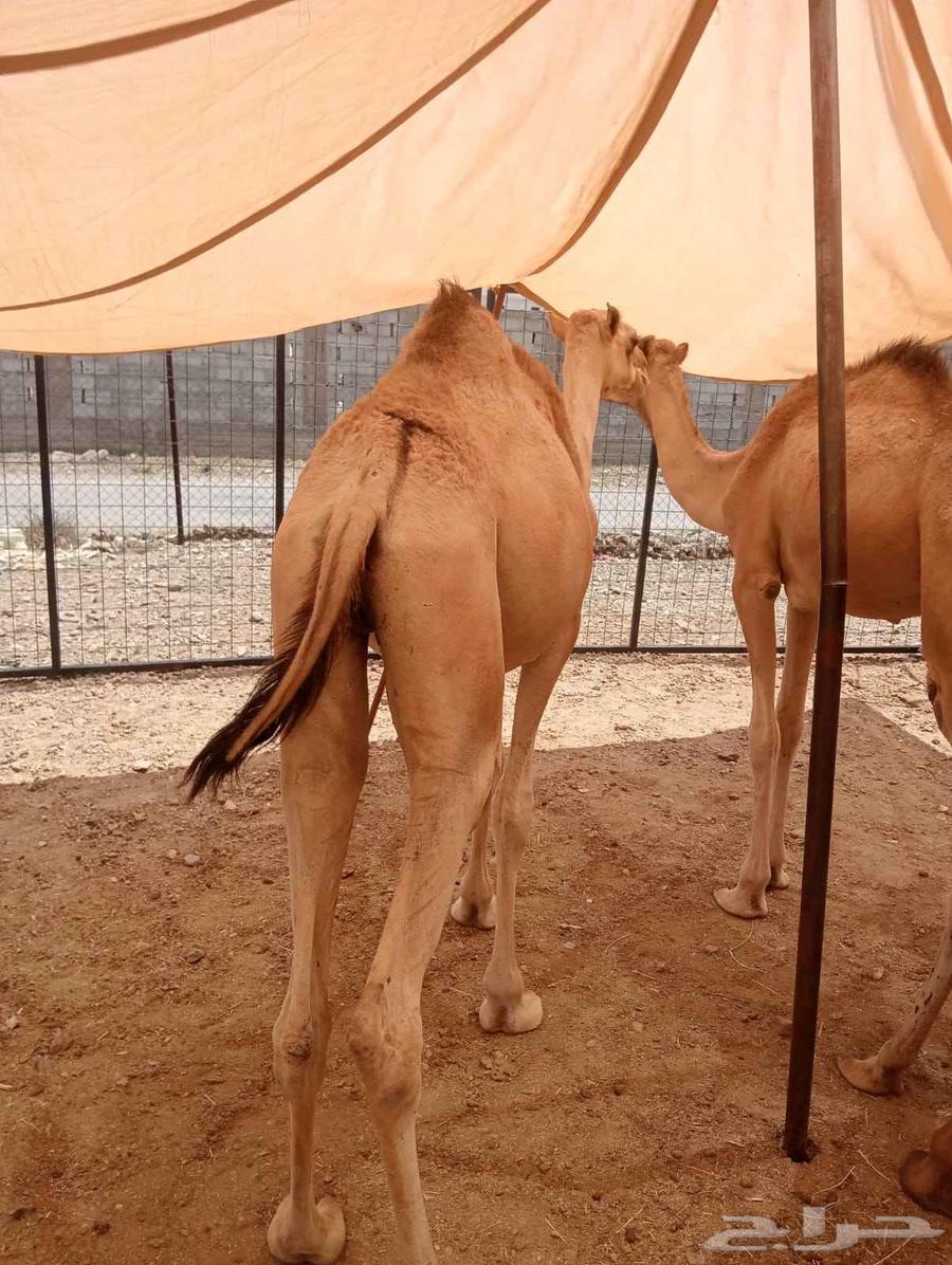 قعدان صومالية حشو مفاريد حشوان للبيع64489861713026113