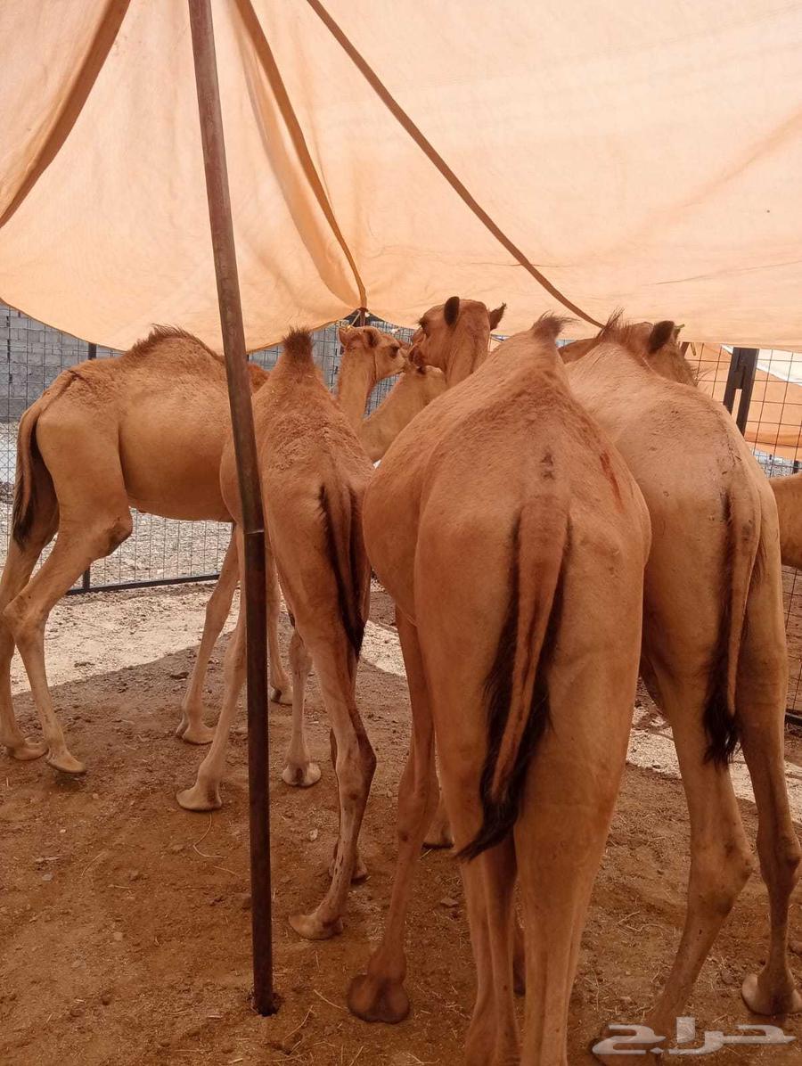 قعدان صومالية حشو مفاريد حشوان للبيع64489861713026112