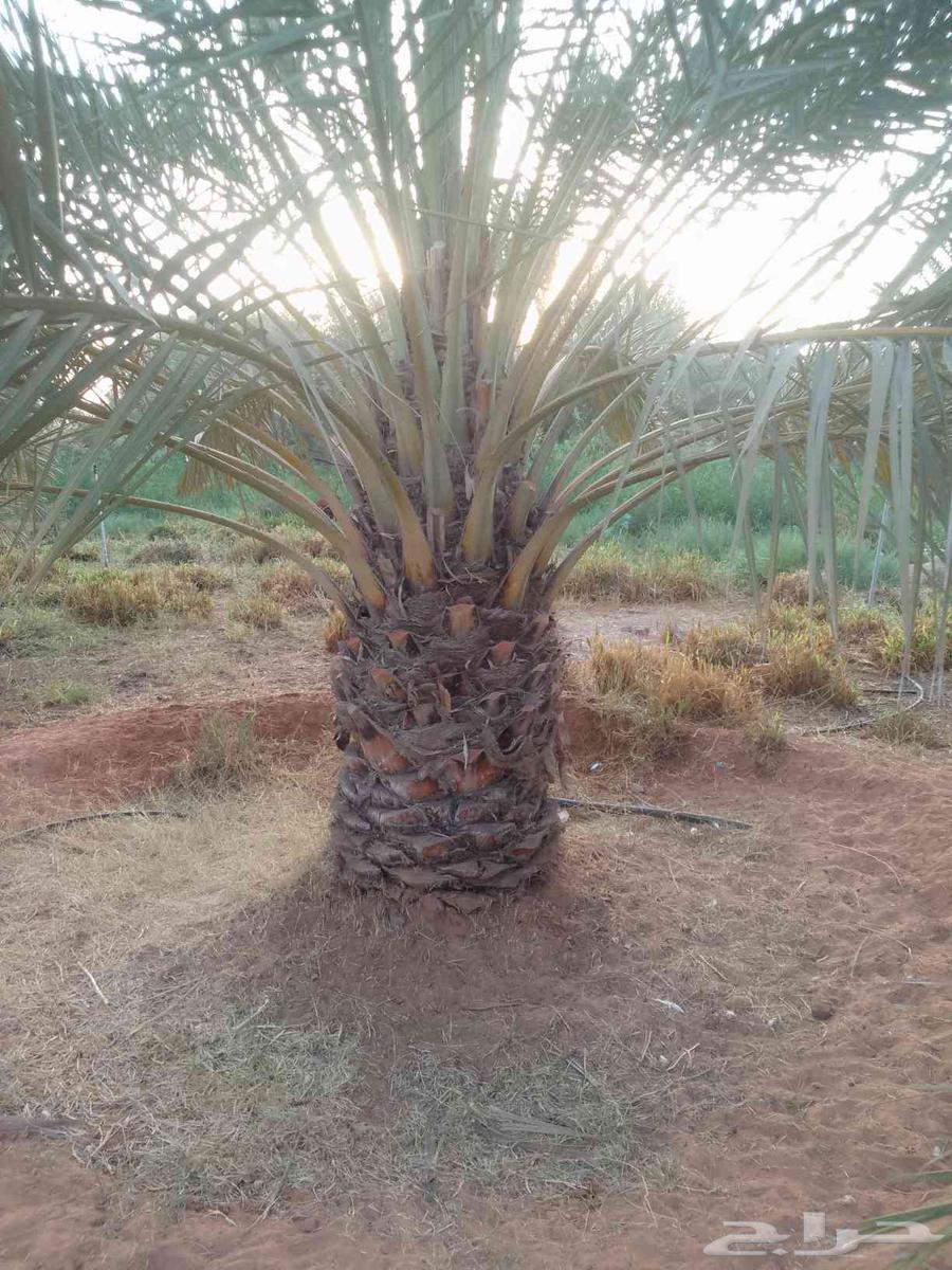 يتوفر لدينا نخيل عربي مثمر للبيع التوصيل يشمل جميع المناطق64494496226817110