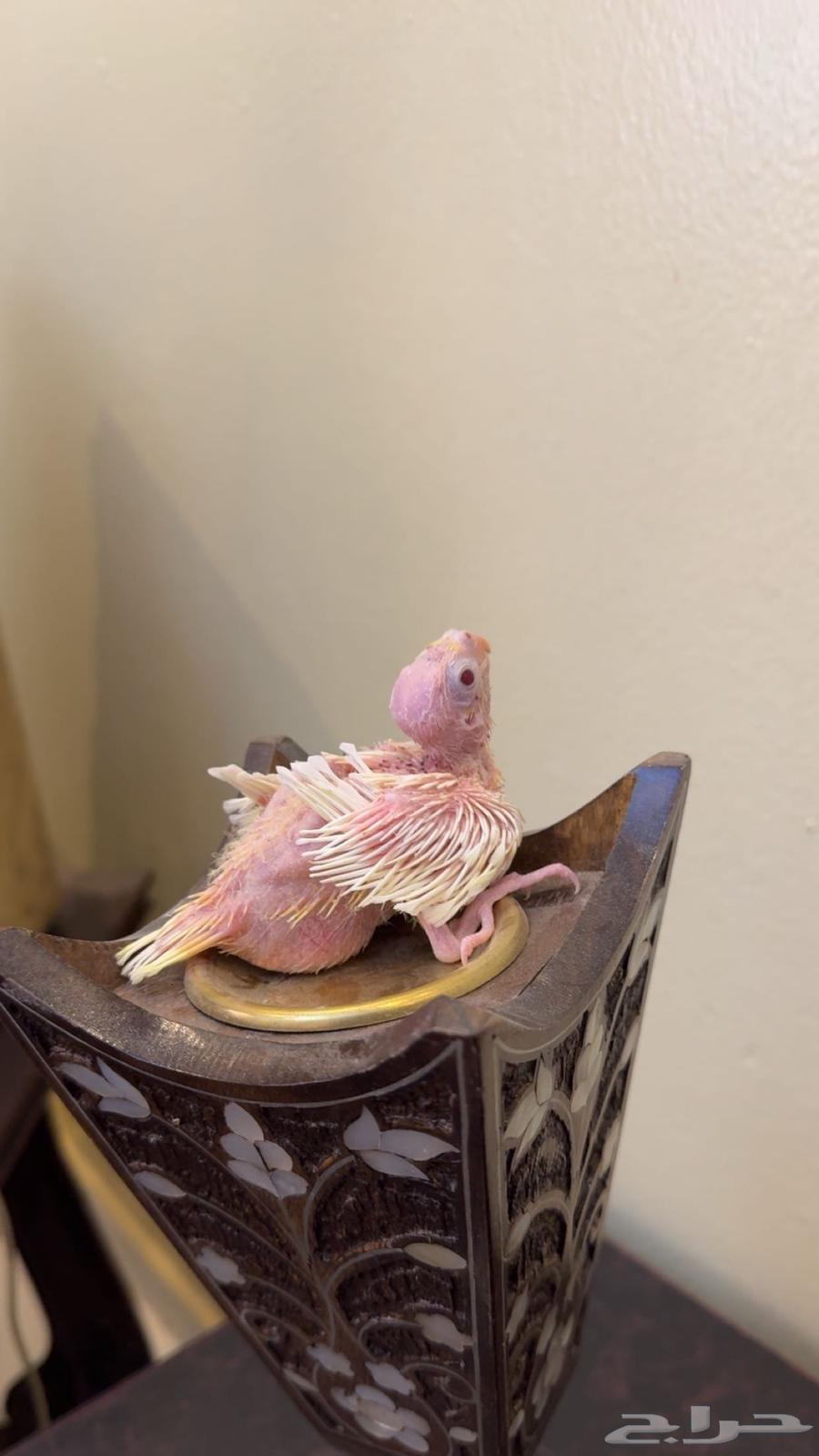 كروان لاتينو غر تم البيع64487526110337111