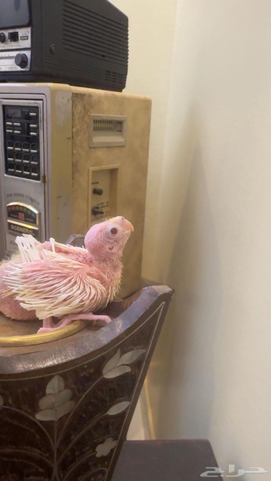 كروان لاتينو غر تم البيع64487526110337110