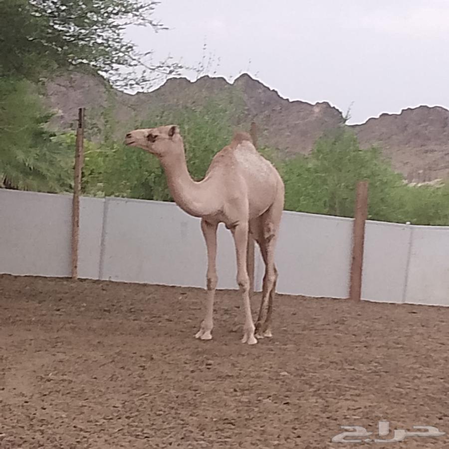 سبعه حشو للبيع64493395455107113