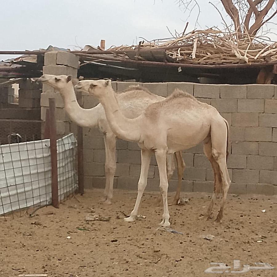 سبعه حشو للبيع64493395455107112