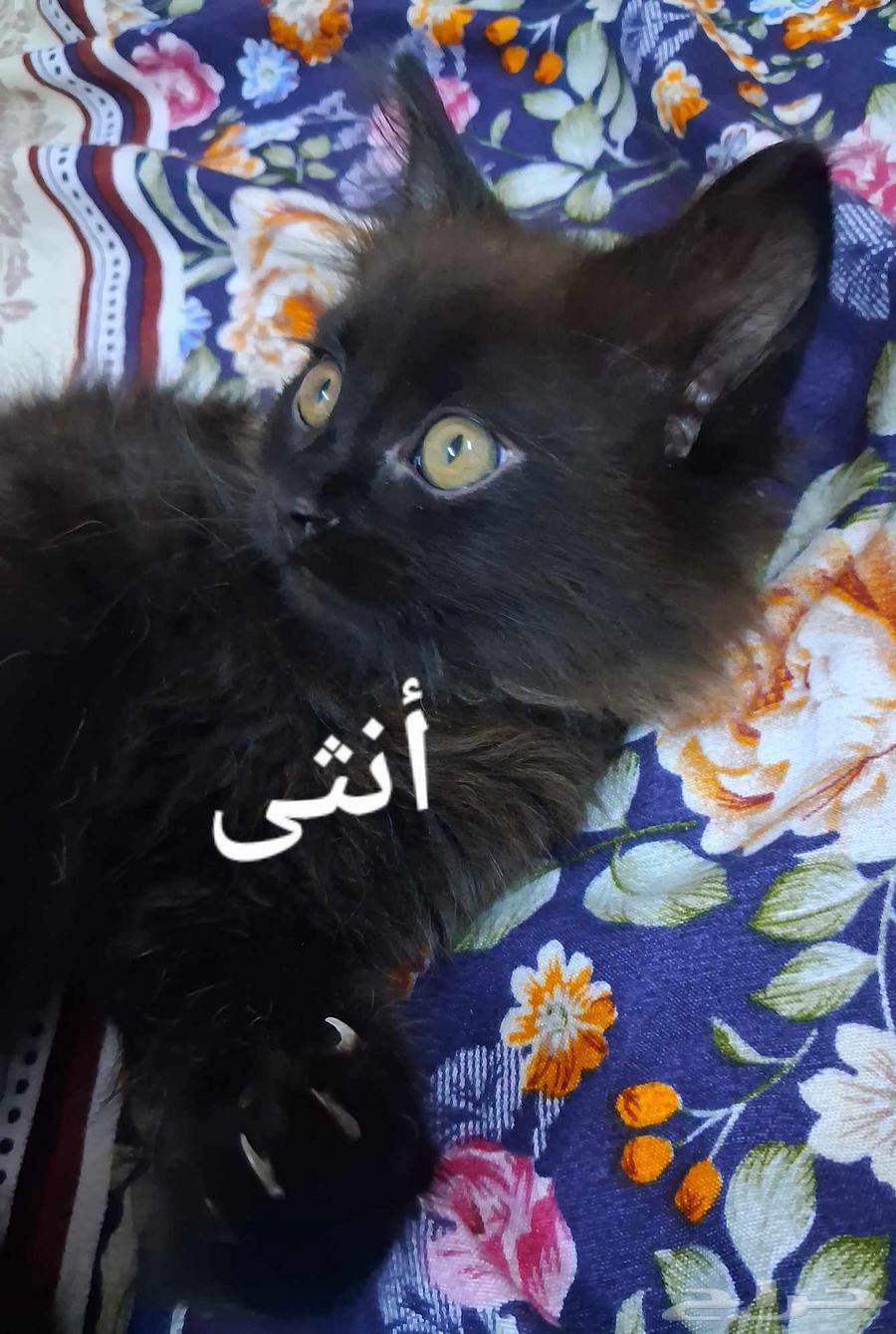 قطط صغيره للبيع64490358171138114