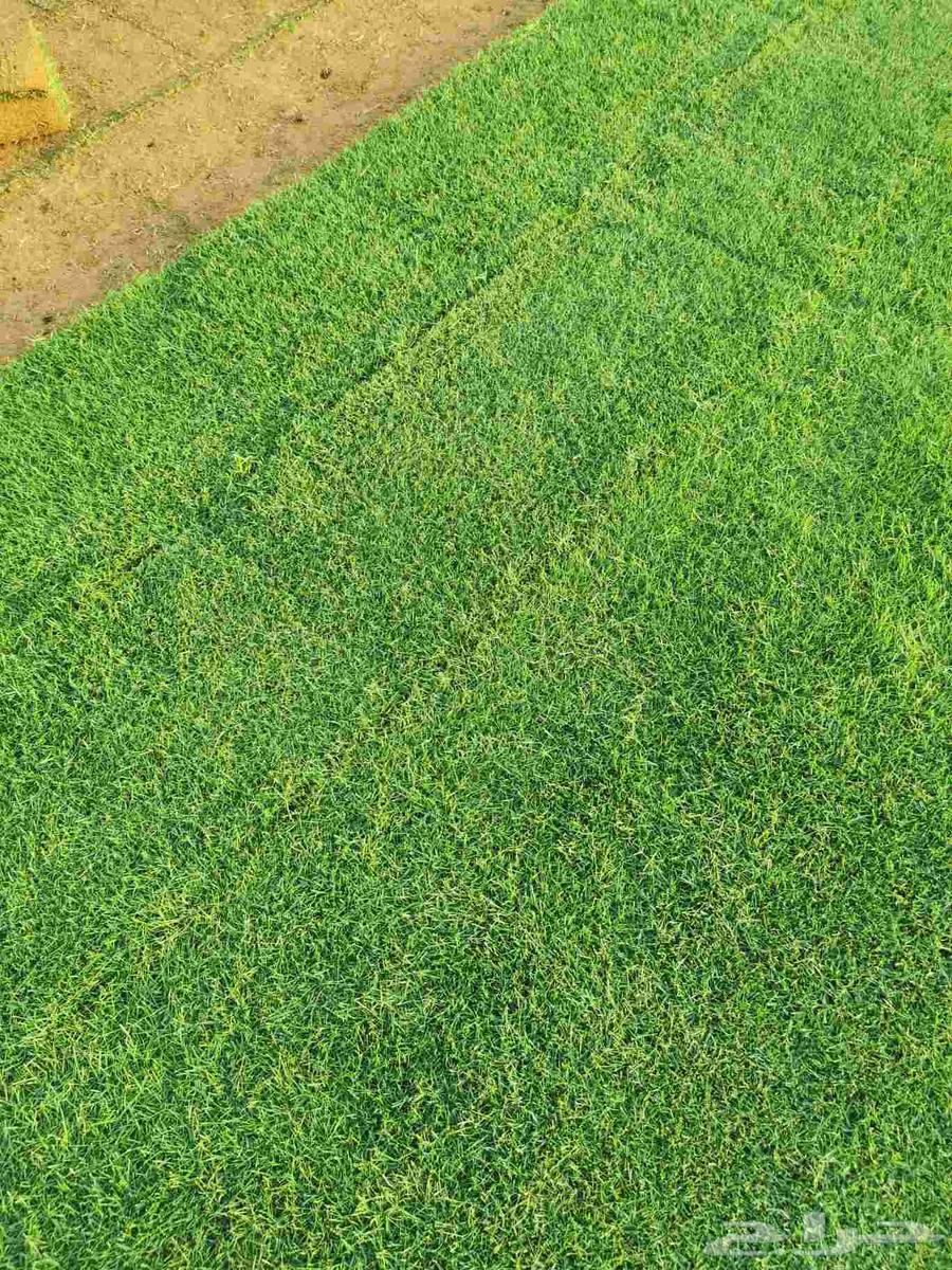 نجيلة ثيل سي 200064491129866626111