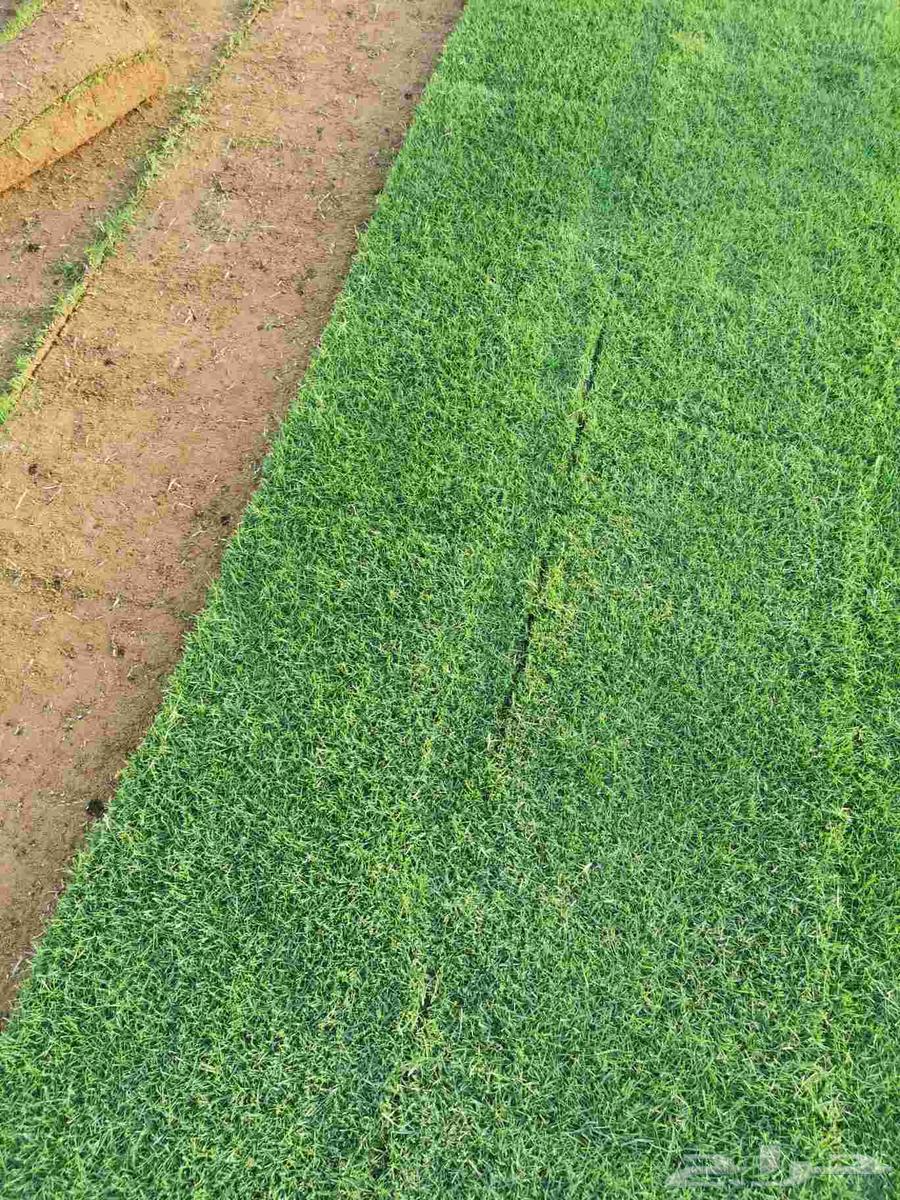 نجيلة ثيل سي 200064491129866626113