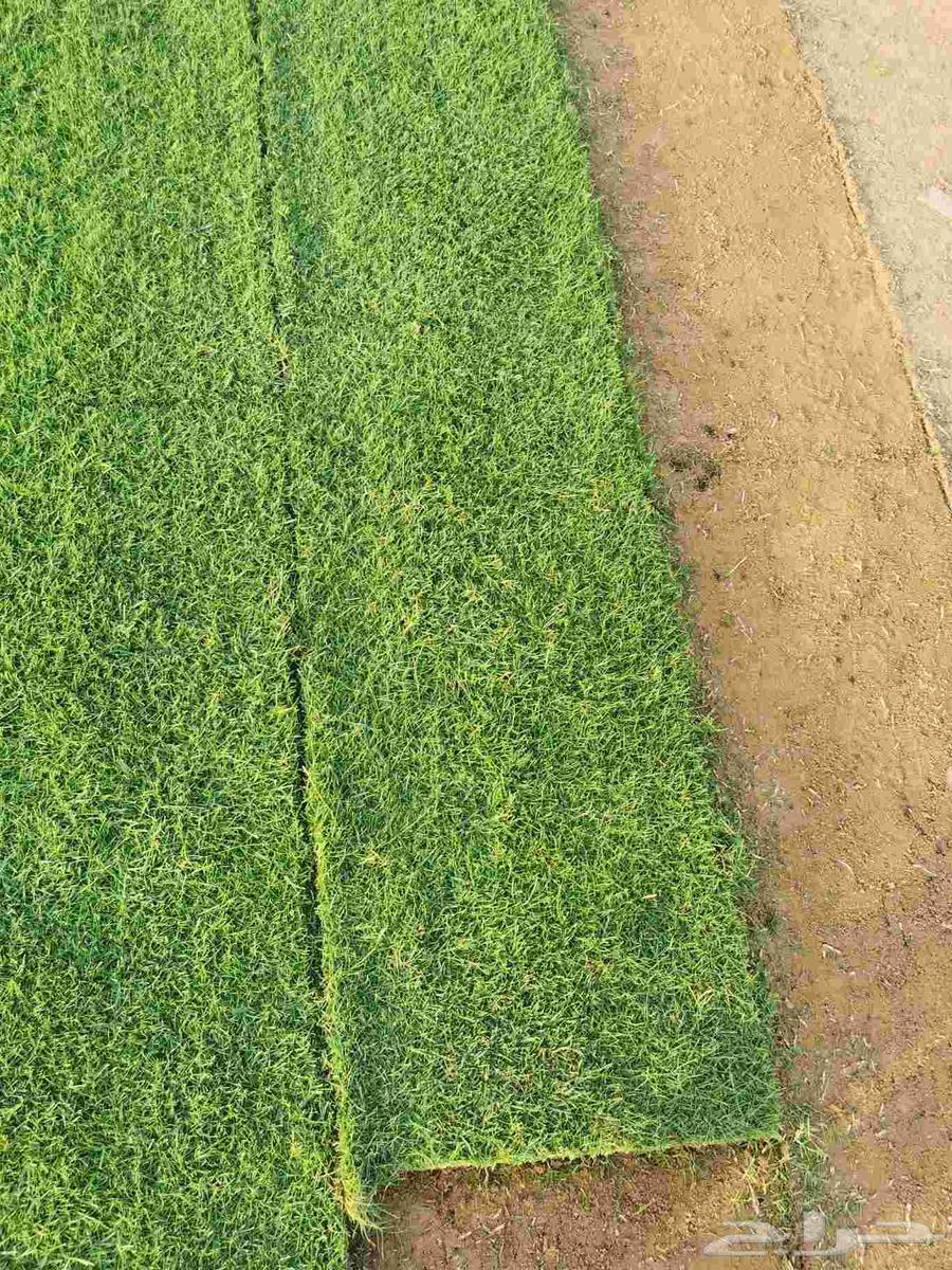 نجيلة ثيل سي 200064491129866626112