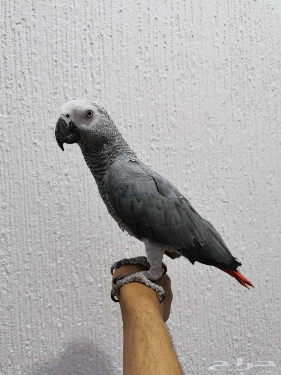 Dutch Casco, aggressive and similar (Sold)64493164397442110