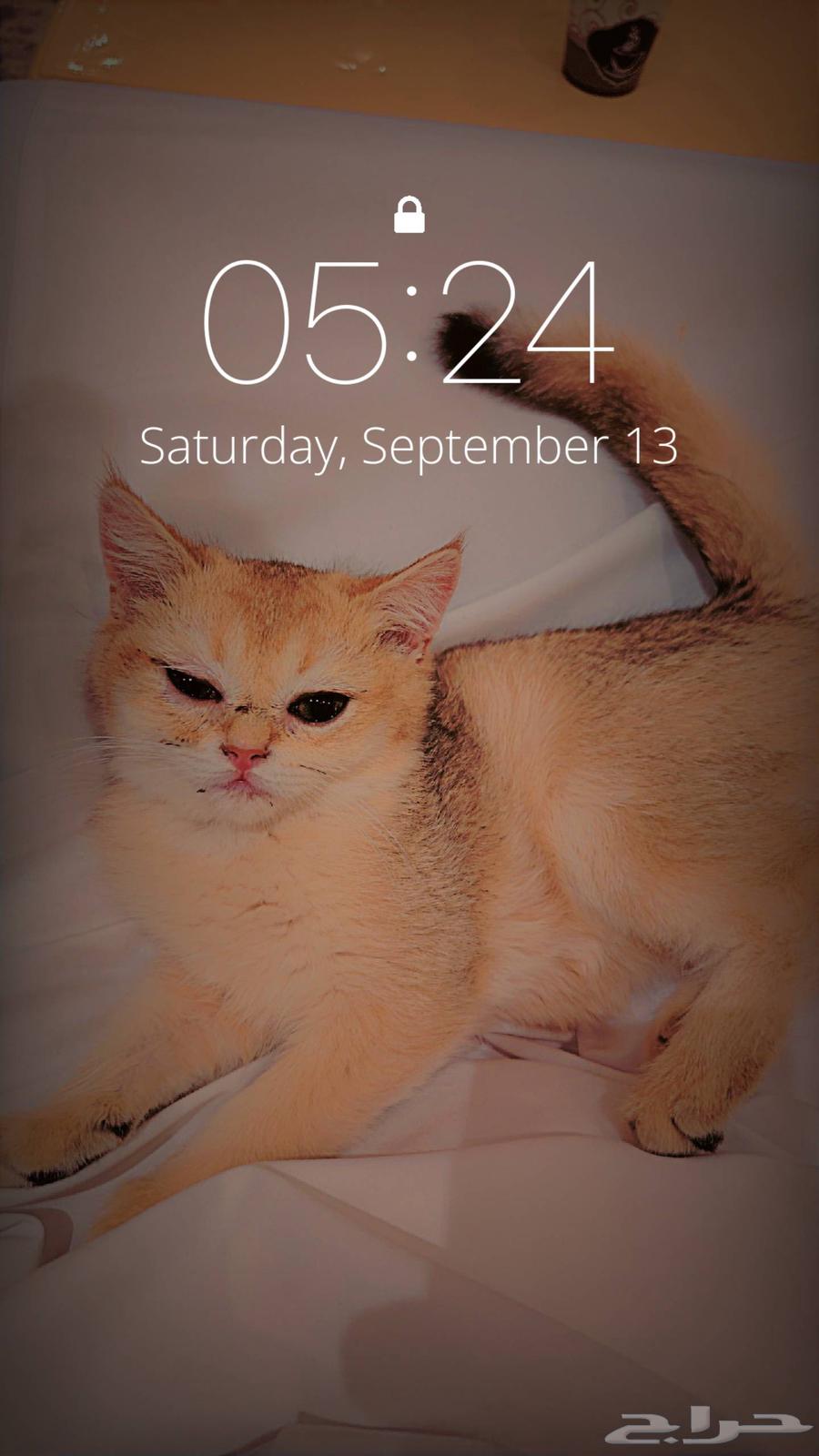 عدة قطط متنوعة سلالالة نادرة64492813136387111