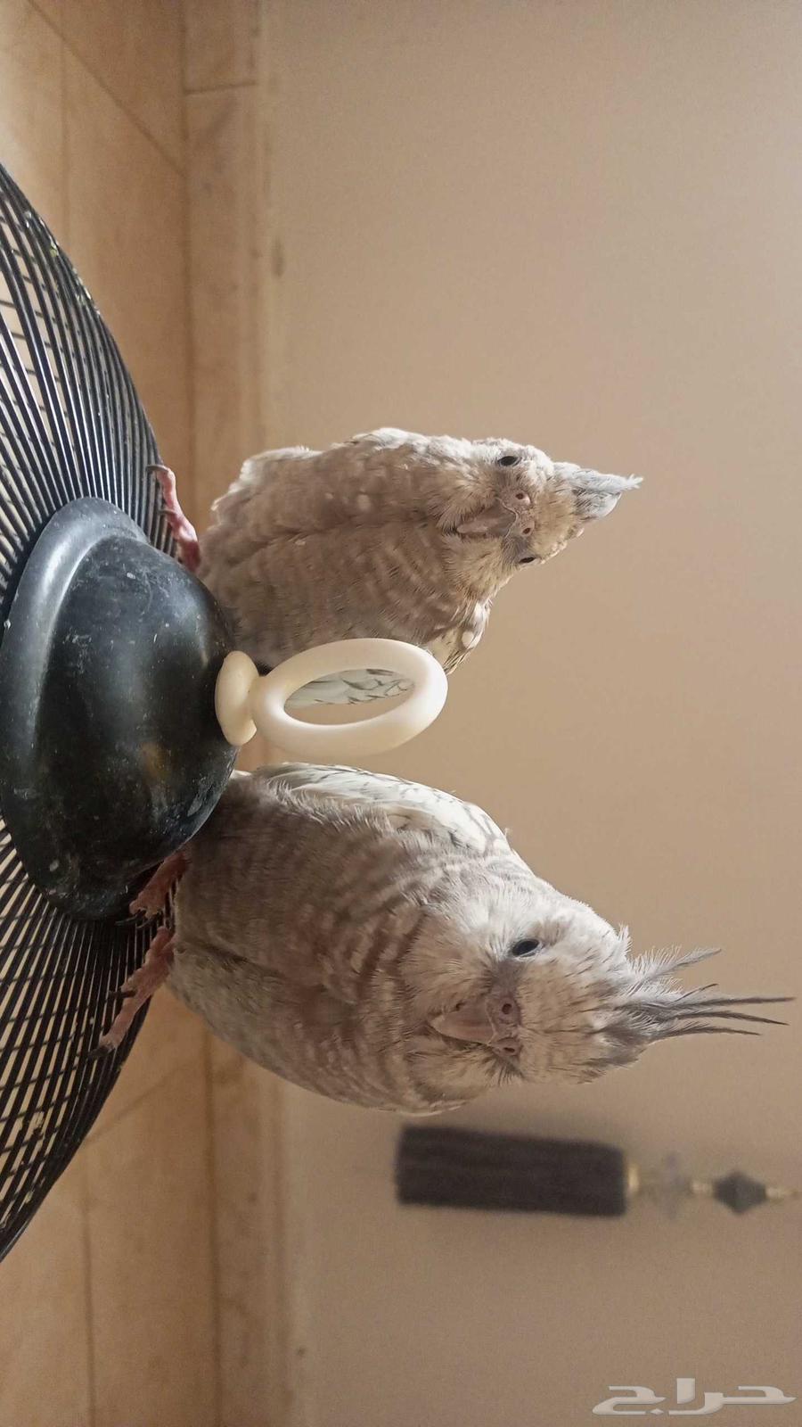 كروان أليف لبيع64489724727042110