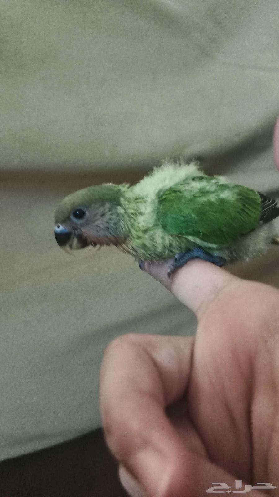 فرخ روز غر عمره 35 يوم اليف مرههه السعر 270 شامل جميع الملحق64486343759362111