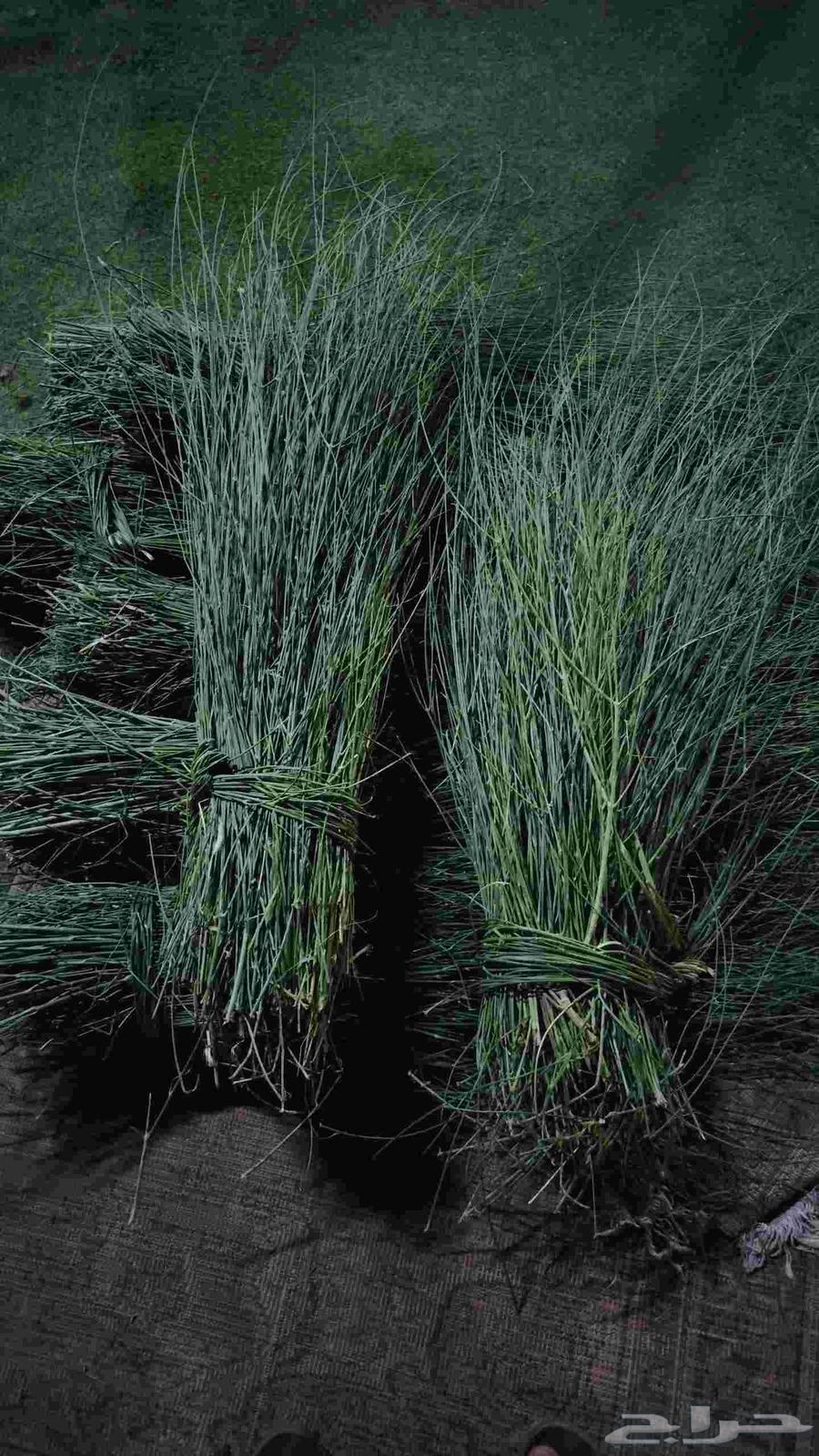 مرخ جنوبي طازج64494840966147111