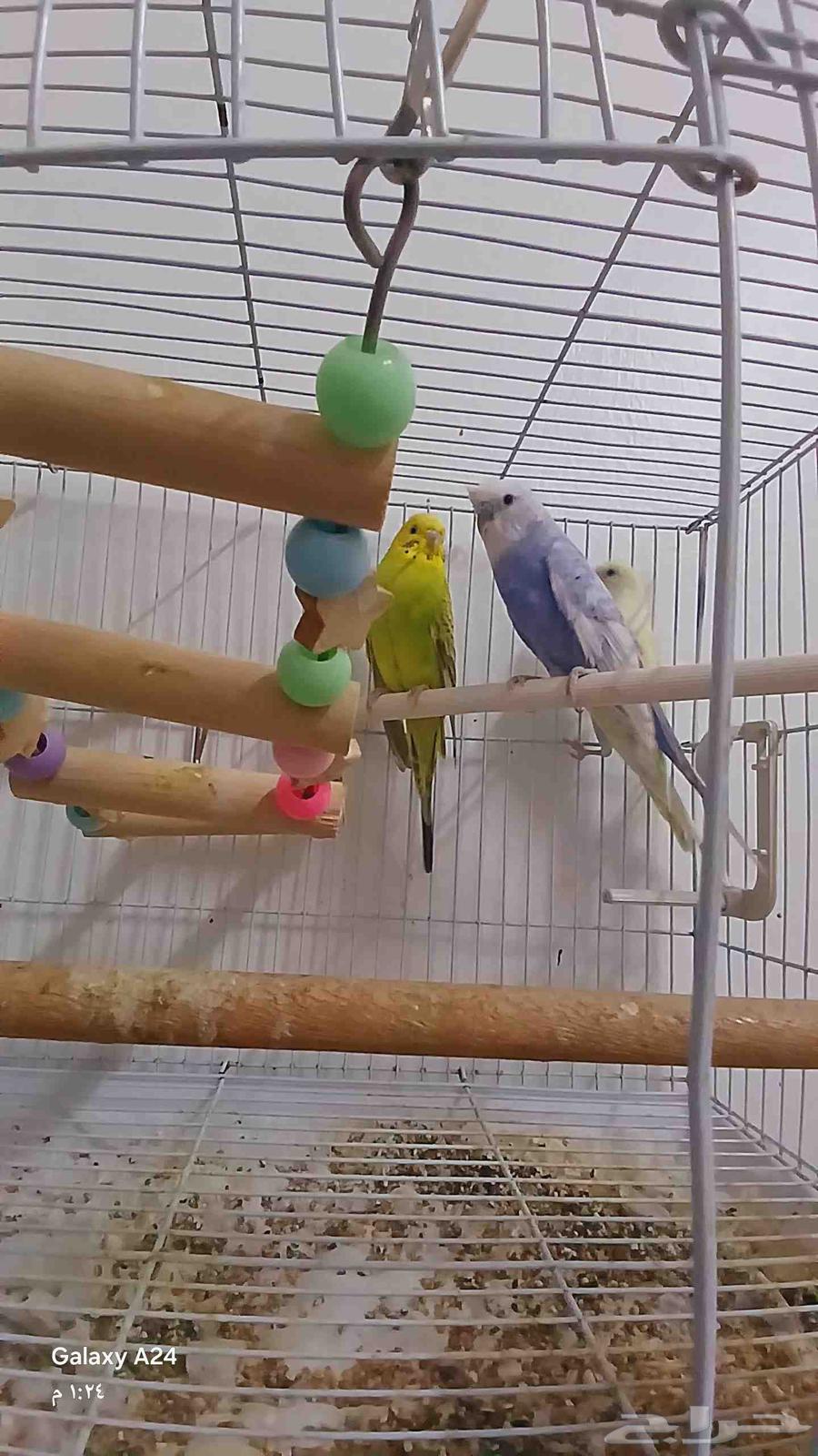 عصافير بادجي الحب للبيع ثنتين انثا وواحد ذكر64489558830594112