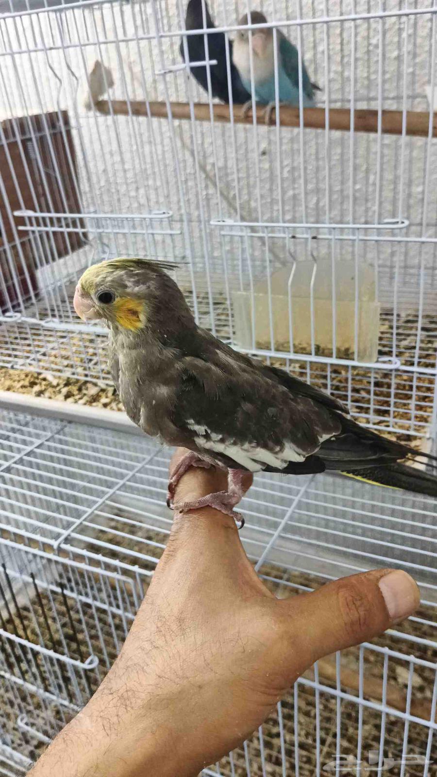 فروخ كروان وروز64487185246338110