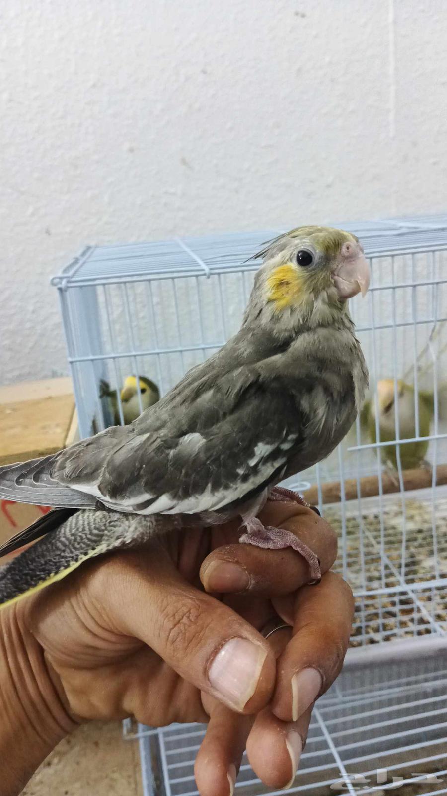 فروخ كروان وروز64487185246338112