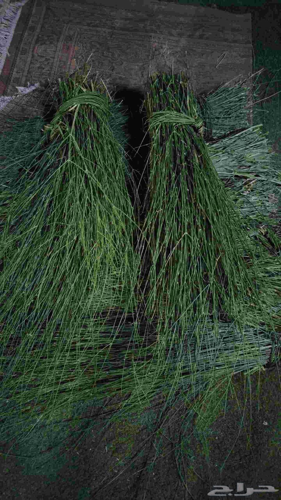 مرخ جنوبي طازج64494840966147110