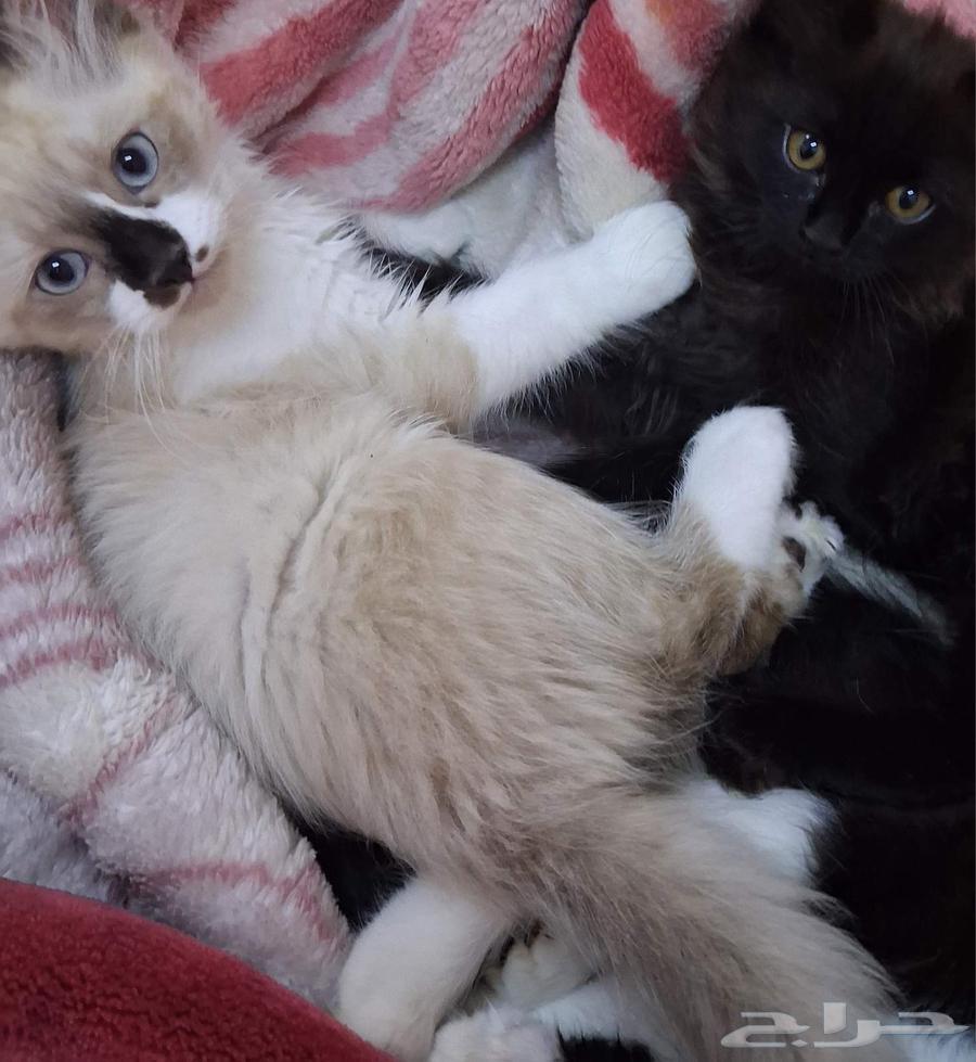 قطط صغيره للبيع64490358171138111