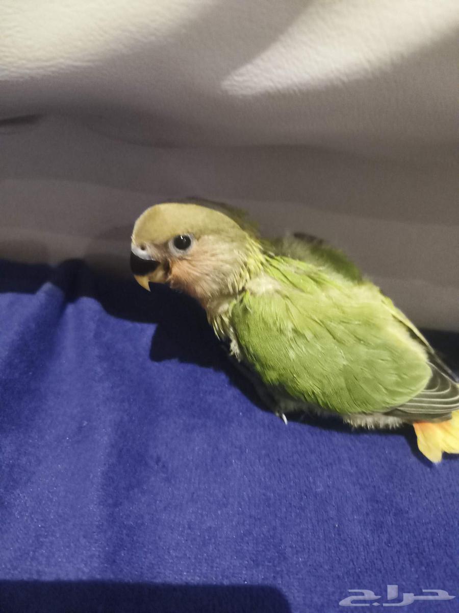 فرخ روز غر عمره 35 يوم اليف مرههه السعر 270 شامل جميع الملحق64486343759362110