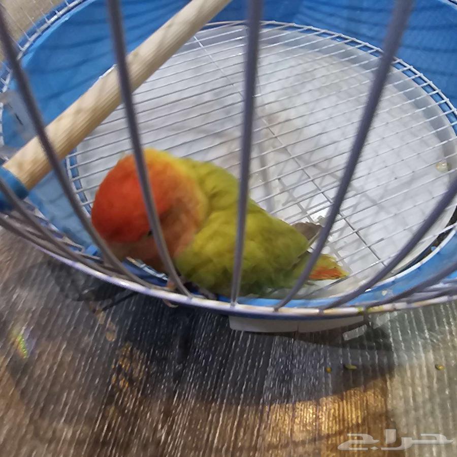 Bird of the day64486427425026110