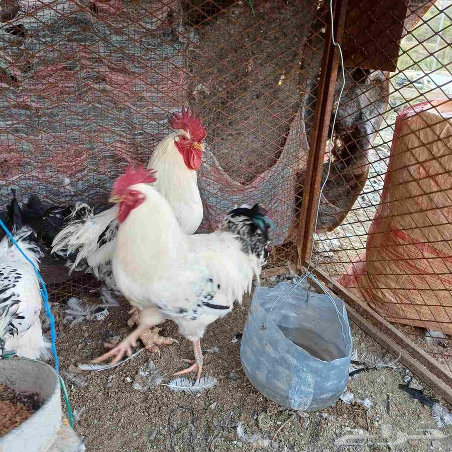 ديوك فرنسي64489806925697112