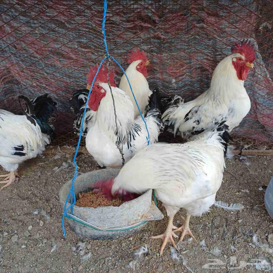 ديوك فرنسي64489806925697111