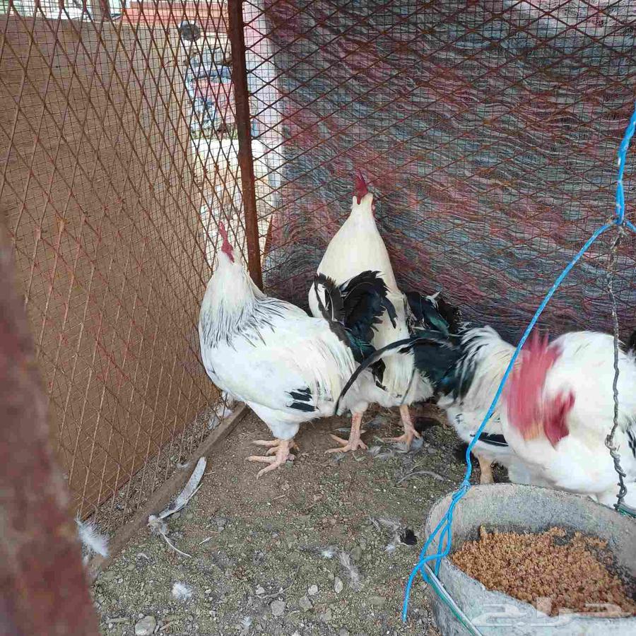 ديوك فرنسي64489806925697110