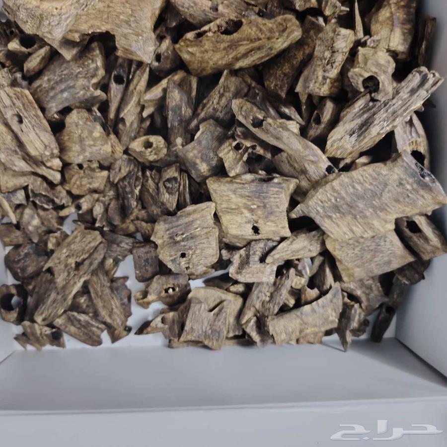 عود كينام صيني فاخر مستزرع64490564395522112