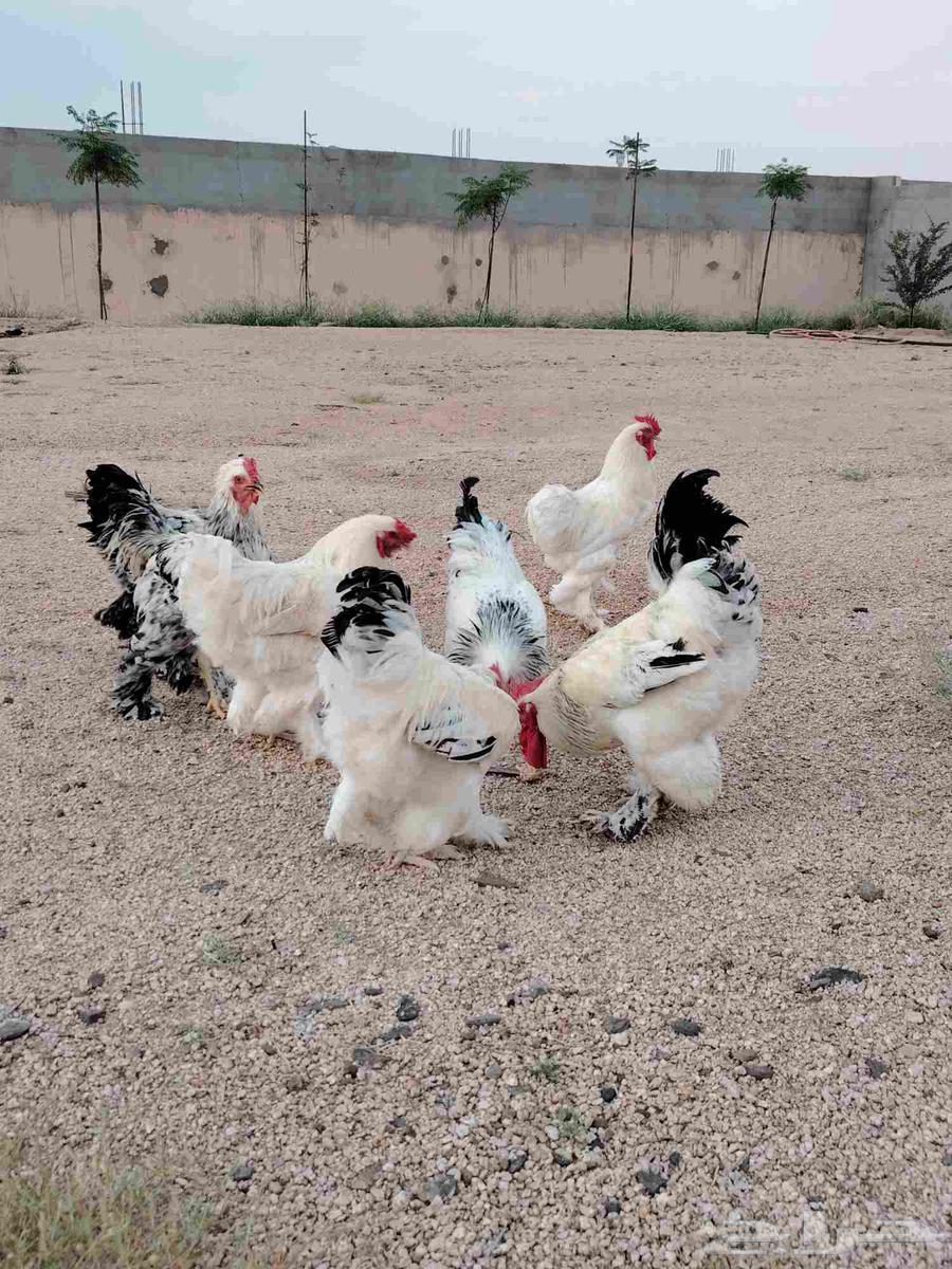 ديوك براهمة64491905688065113