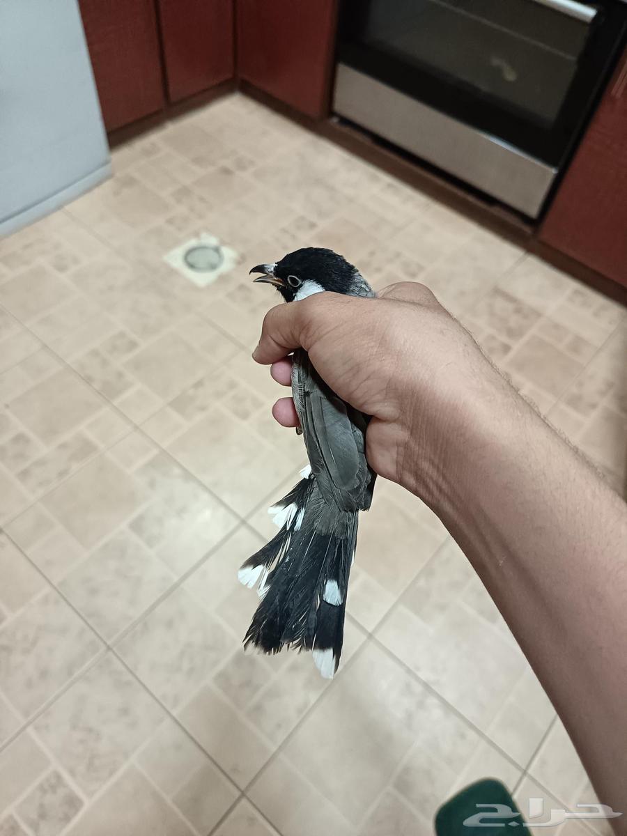 Bulbul 2022 production, has Nokia ringtones, ringtones from Sani won't shut up, threatened64489531235971114