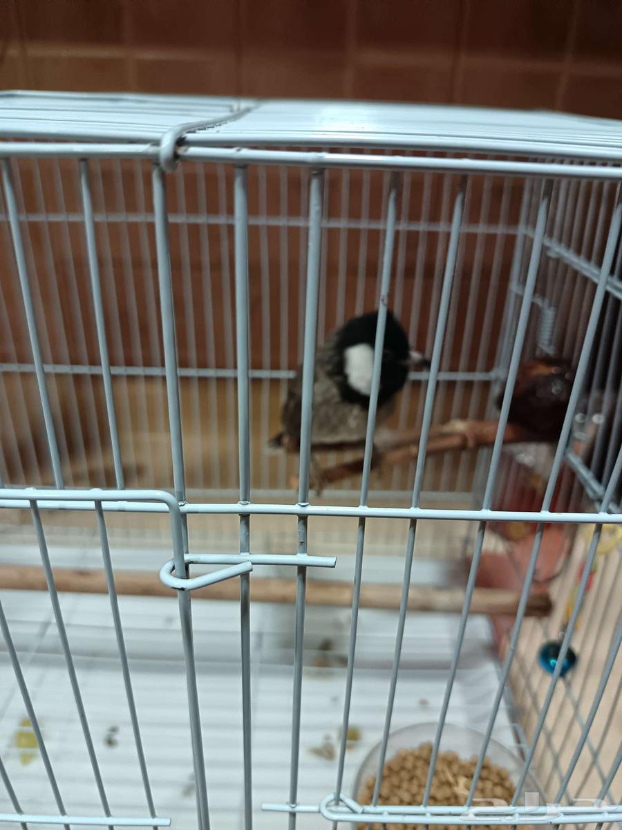 Bulbul 2022 production, has Nokia ringtones, ringtones from Sani won't shut up, threatened64489531235971110