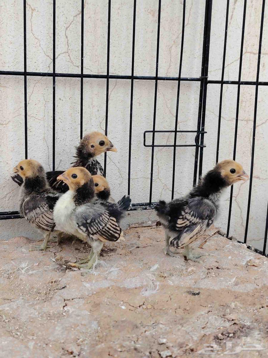 صوص سبرايت تم البيع64492514718979112