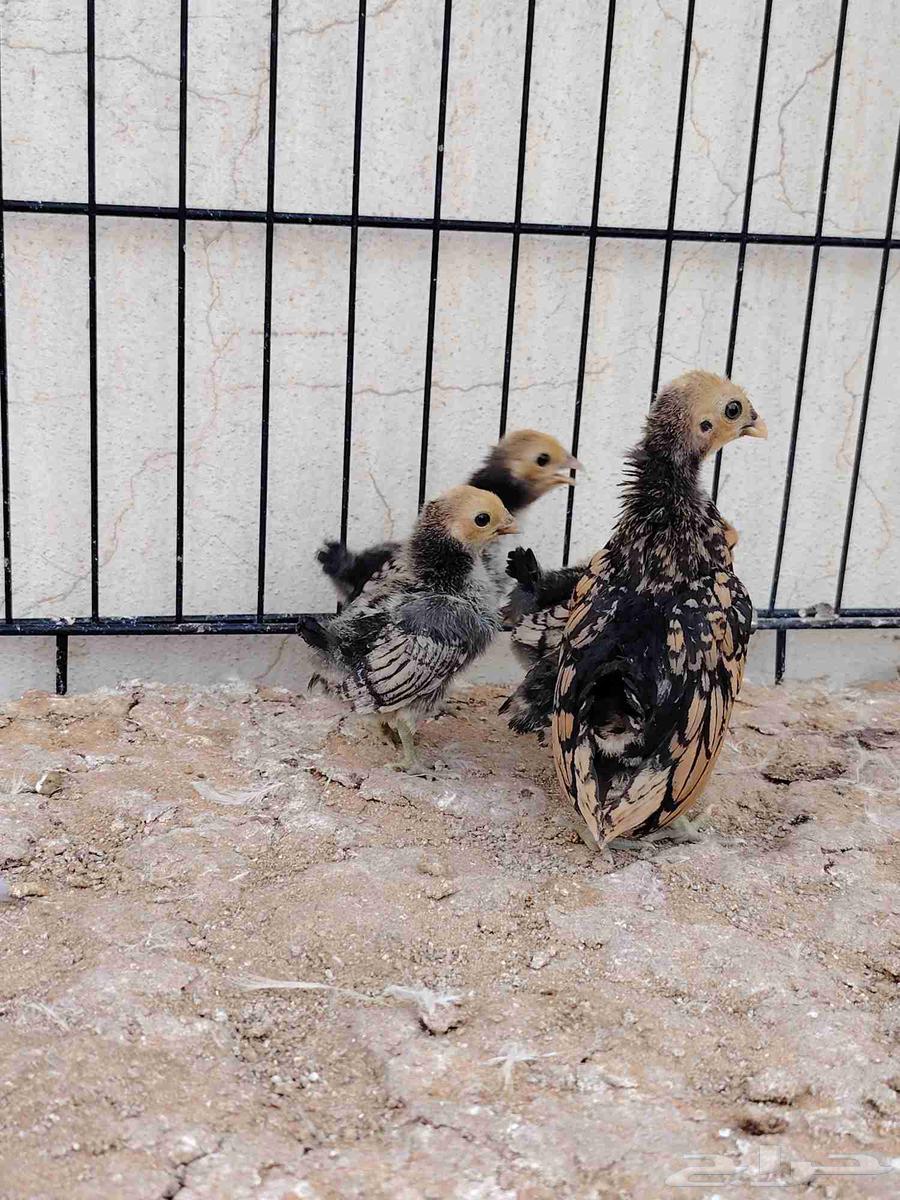 صوص سبرايت تم البيع64492514718979110