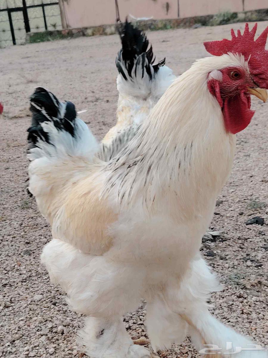 ديوك براهمة64491905688065110