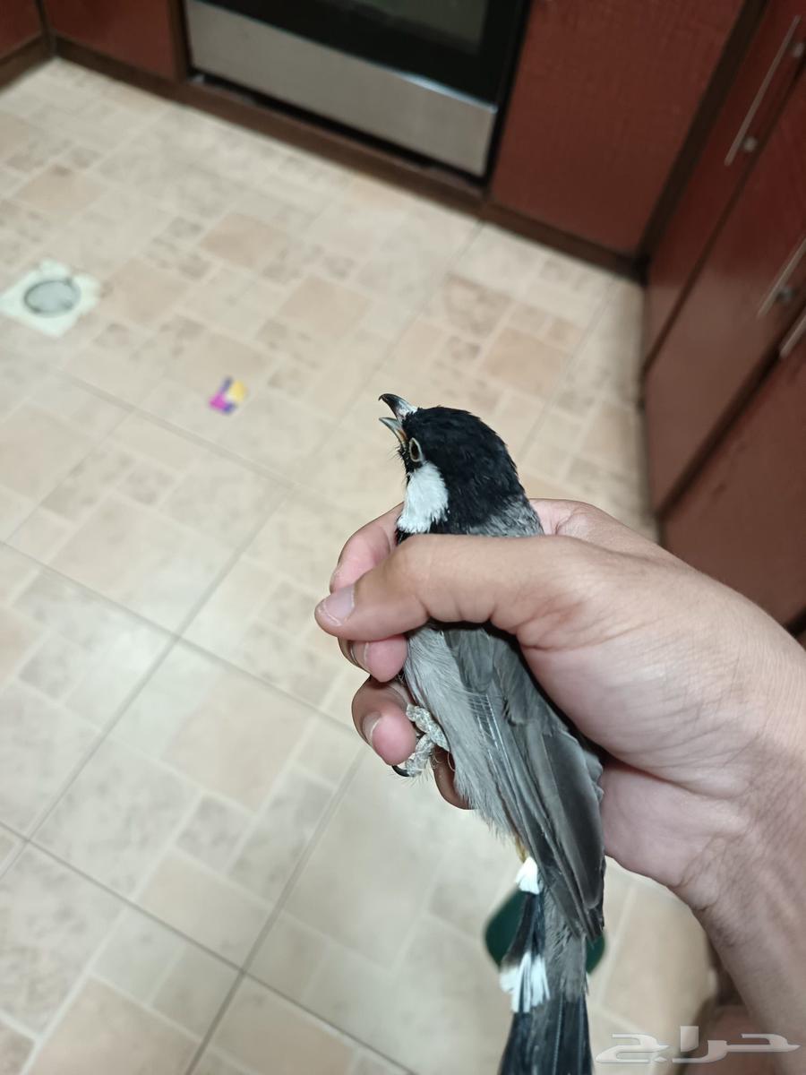 Bulbul production 2022, has Nokia ringtones, ringtones from Sani won't shut up, threat64489779582211114