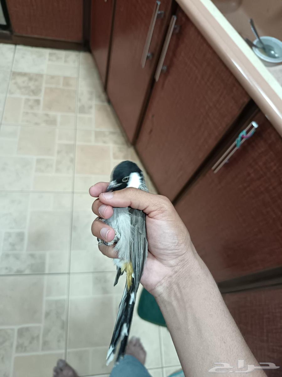 Bulbul 2022 production, has Nokia ringtones, ringtones from Sani won't shut up, threatened64489531235971112