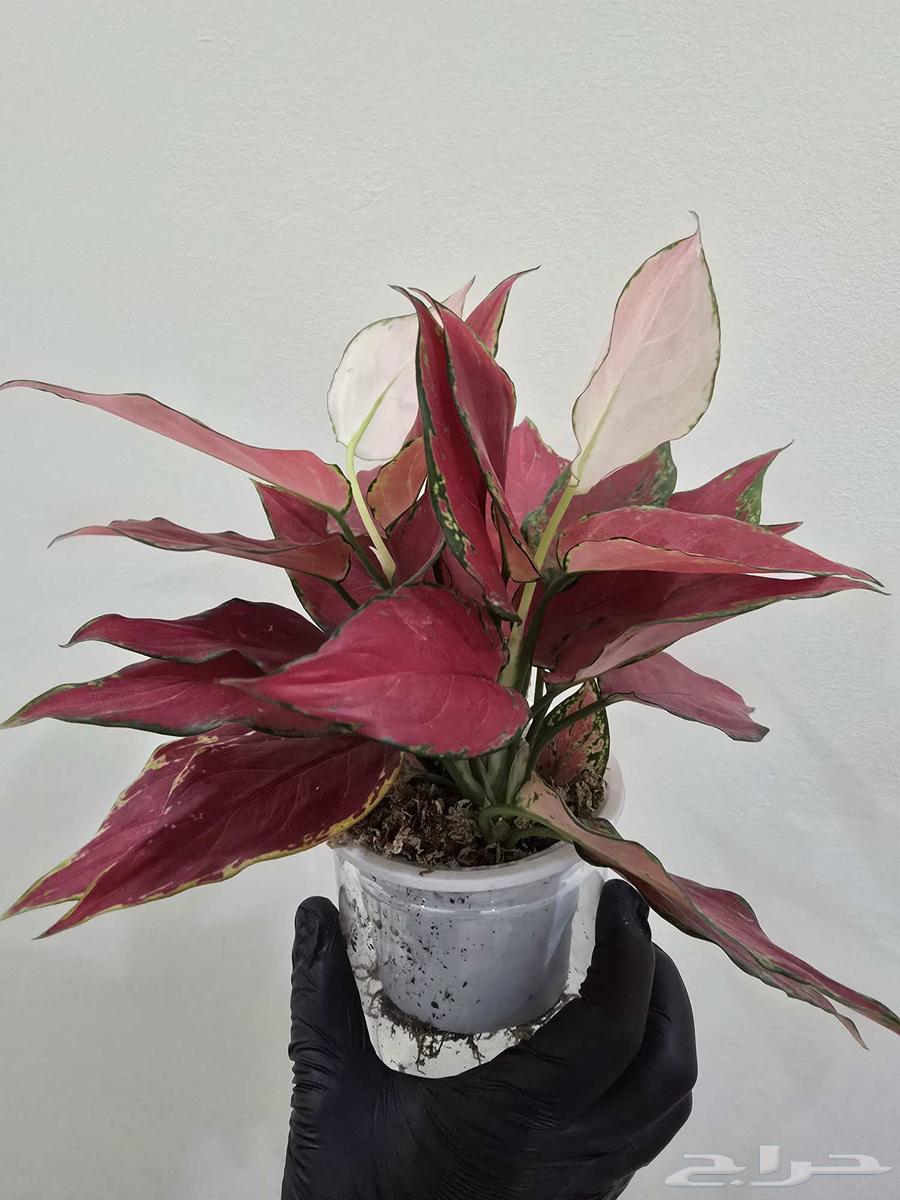 نباتات منزلية64491509787907112