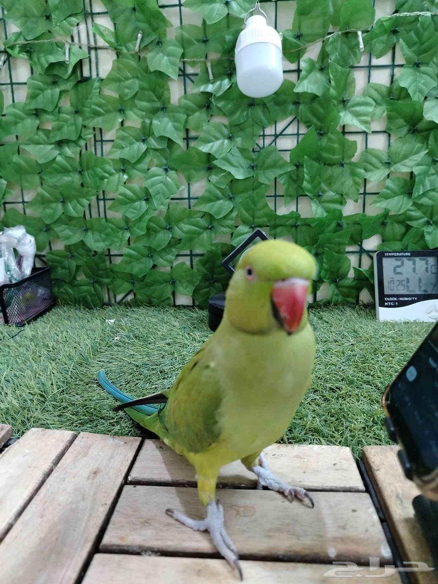 أنثى درة هندية تم البيع64493056401538112