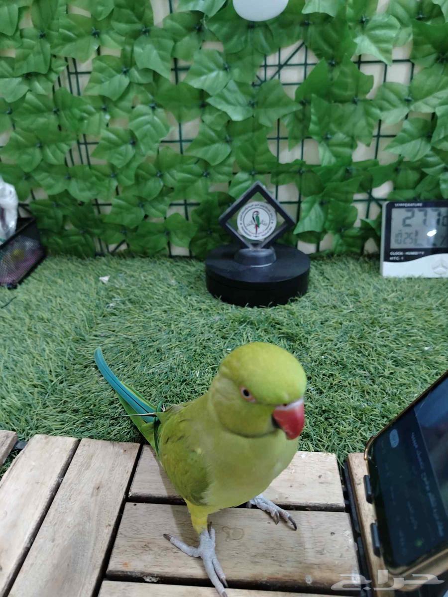 أنثى درة هندية تم البيع64493056401538110